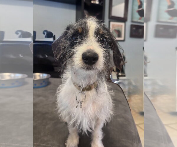 Medium Photo #2 Dachshund-Unknown Mix Puppy For Sale in Tampa, FL, USA
