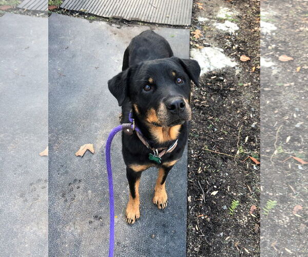 Medium Photo #14 Rottweiler Puppy For Sale in Rockaway, NJ, USA