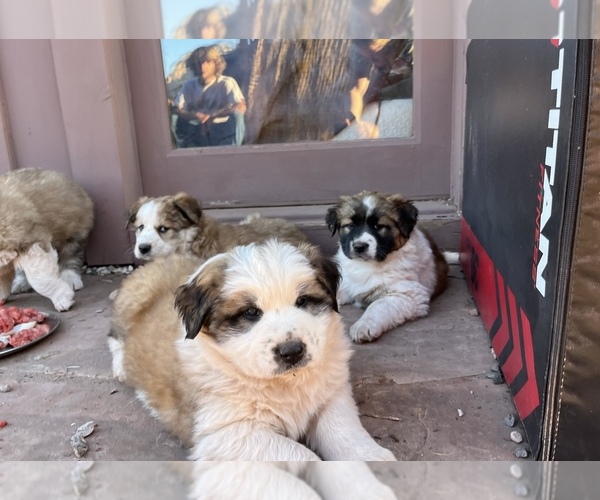 Medium Photo #7 Border Collie-Shiloh Shepherd Mix Puppy For Sale in SEDONA, AZ, USA