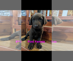Small Photo #4 Labrador Retriever Puppy For Sale in BRADLEYVILLE, MO, USA