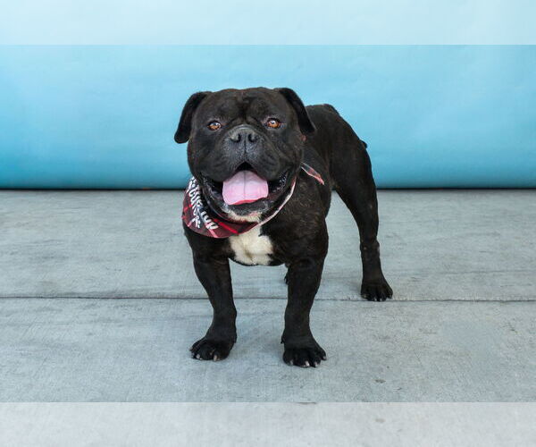 Medium Photo #2 French Bulldog-Unknown Mix Puppy For Sale in Pasadena, CA, USA