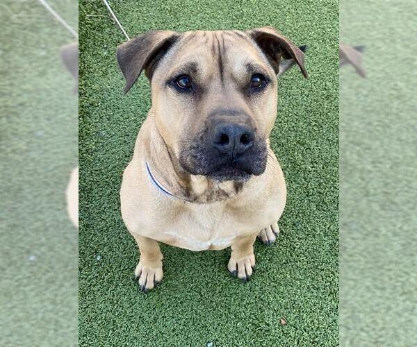 Medium Photo #4 Mutt Puppy For Sale in Fayetteville, NC, USA