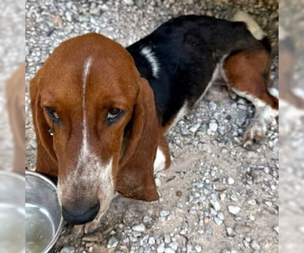 Medium Photo #2 Basset Hound Puppy For Sale in Deepwater, NJ, USA