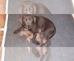 Small Photo #1 Blue Lacy Puppy For Sale in LAKE JACKSON, TX, USA