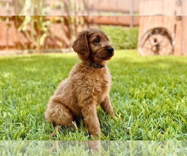 Medium Photo #2 Goldendoodle Puppy For Sale in ABILENE, TX, USA