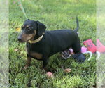 Small #1 Dachshund