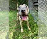 Small #3 Mutt