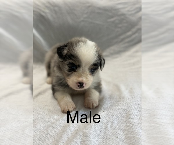 Medium Photo #8 Miniature Australian Shepherd Puppy For Sale in HOULKA, MS, USA