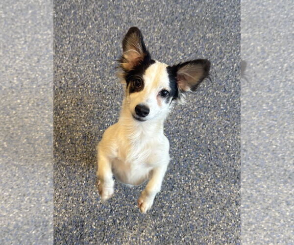 Medium Photo #2 Papillon-Unknown Mix Puppy For Sale in Phoenix, AZ, USA