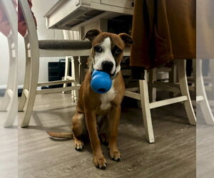 Boxer-Unknown Mix Dogs for adoption in San Juan Capistrano, CA, USA