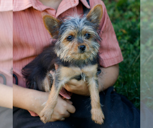 Yorkshire Terrier Puppy for sale in KINZERS, PA, USA