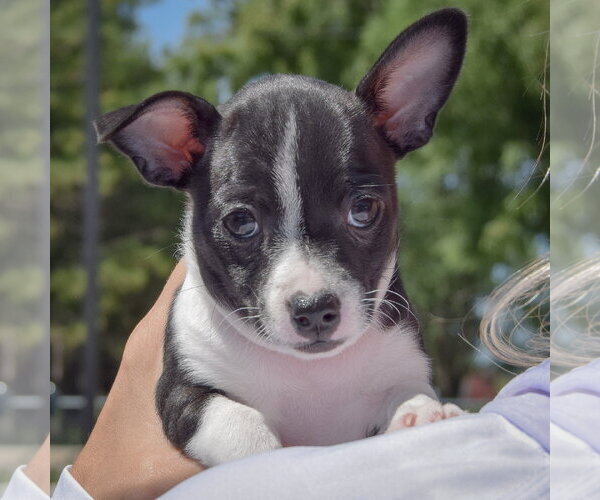Medium Photo #5 Jack-Rat Terrier Puppy For Sale in Huntley, IL, USA