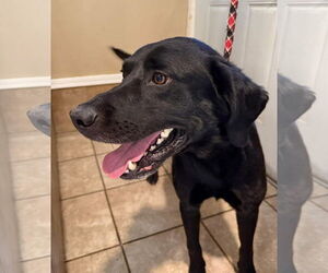 German Shepherd Dog-Unknown Mix Dogs for adoption in Princeton, MN, USA