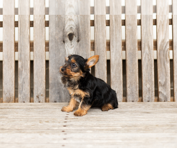 Medium Photo #3 Yorkshire Terrier Puppy For Sale in NAPPANEE, IN, USA