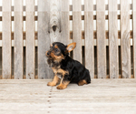 Small #2 Yorkshire Terrier