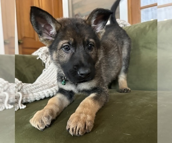 Medium Photo #3 German Shepherd Dog Puppy For Sale in PERKINSVILLE, VT, USA