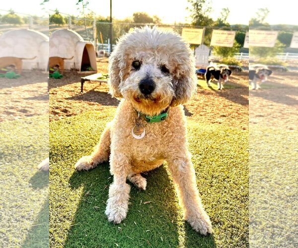 Medium Photo #10 Poodle (Miniature)-Unknown Mix Puppy For Sale in  Ramona, CA, USA