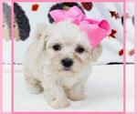 Small Photo #2 Maltipoo Puppy For Sale in TAYLOR, TX, USA