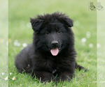 Small Photo #1 German Shepherd Dog Puppy For Sale in PALERMO, CA, USA
