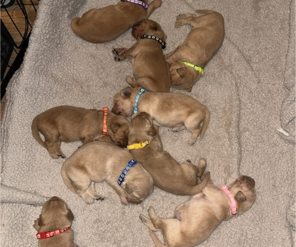 Medium Photo #1 Golden Retriever Puppy For Sale in PEORIA, AZ, USA