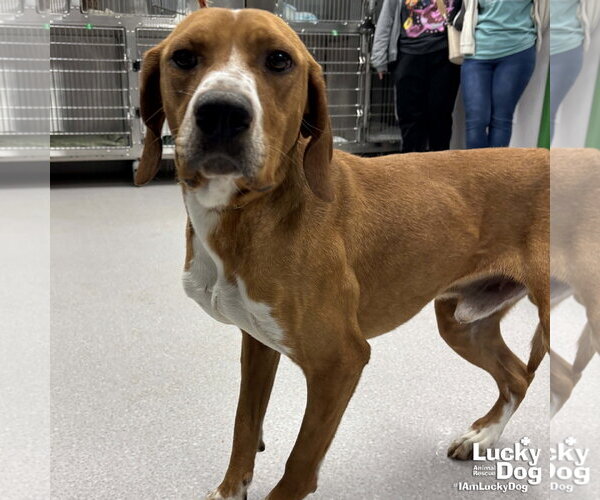 Medium Photo #2 Redbone Coonhound-Unknown Mix Puppy For Sale in Washington, DC, USA