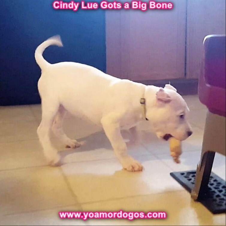 Medium Photo #139 Dogo Argentino Puppy For Sale in PINEVILLE, MO, USA