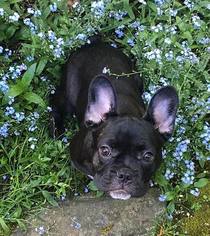 French Bulldog Puppy for sale in MOUNT VERNON, WA, USA