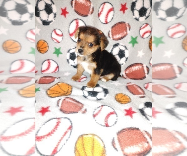 Medium Photo #16 Poodle (Toy) Puppy For Sale in LAPEER, MI, USA
