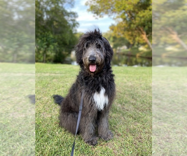 Medium Photo #1 Labradoodle Puppy For Sale in HUGER, SC, USA
