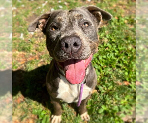 Medium Photo #2 American Pit Bull Terrier-Unknown Mix Puppy For Sale in W Hollywood, CA, USA