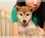 Small Photo #15 Shiba Inu Puppy For Sale in FREMONT, CA, USA