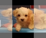 Small Photo #1 Maltipoo Puppy For Sale in SPENCER, NC, USA