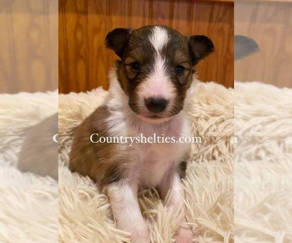 Medium Photo #2 Shetland Sheepdog Puppy For Sale in GRAFTON, OH, USA