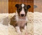 Small #1 Shetland Sheepdog