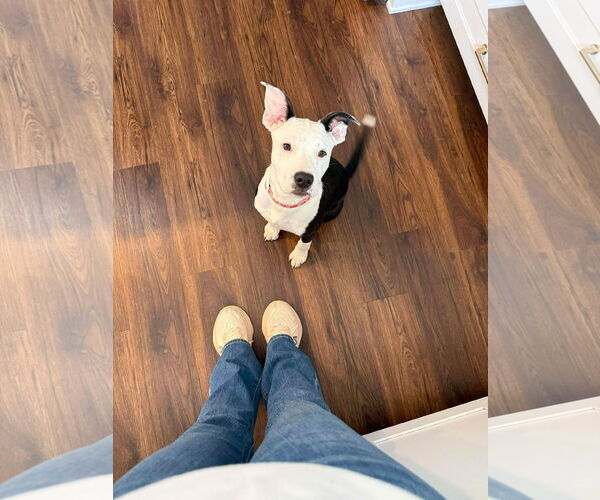 Medium Photo #3 American Pit Bull Terrier-Unknown Mix Puppy For Sale in Germantown, OH, USA