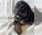 Small Photo #4 Bernedoodle Puppy For Sale in HARROGATE, TN, USA