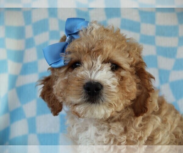 Medium Photo #1 Cavapoo (Miniature) Puppy For Sale in LIBERTY, KY, USA