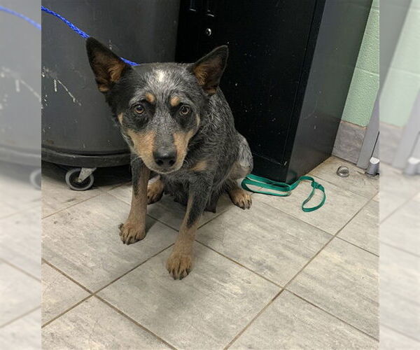 Medium Photo #1 Mutt Puppy For Sale in Grand Prairie, TX, USA