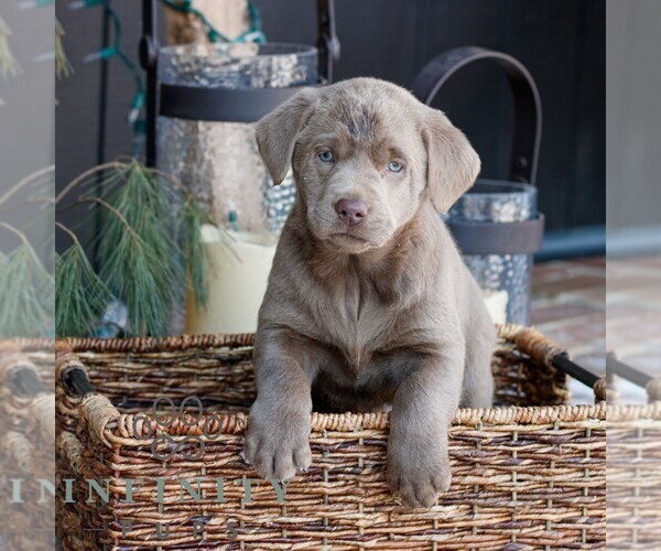 Medium Photo #1 Labrador Retriever Puppy For Sale in NARVON, PA, USA