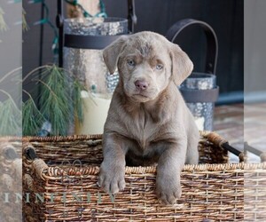 Labrador Retriever Puppy for sale in NARVON, PA, USA