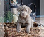 Small Photo #1 Labrador Retriever Puppy For Sale in NARVON, PA, USA