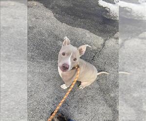 American Pit Bull Terrier Dogs for adoption in Louisville, KY, USA