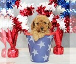 Small #4 Poodle (Toy)