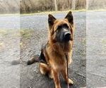 Small Photo #151 German Shepherd Dog Puppy For Sale in LA FAYETTE, NY, USA