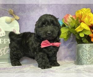 Goldendoodle (Miniature) Puppy for sale in LANCASTER, PA, USA