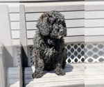 Small Photo #2 Cock-A-Poo Puppy For Sale in SOUTH BOSTON, VA, USA