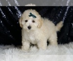 Small Photo #90 Maltipoo (Miniature) Puppy For Sale in WARSAW, IN, USA