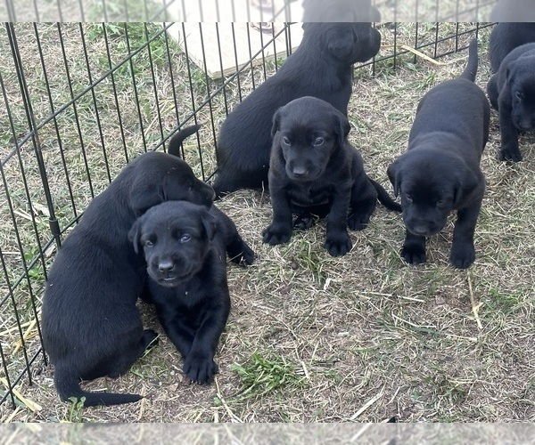 Medium Photo #11 Labrador Retriever Puppy For Sale in GOODHUE, MN, USA
