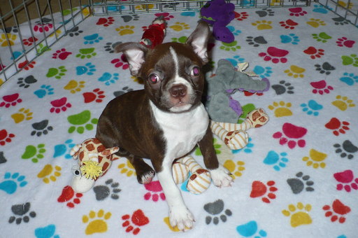 Medium Photo #1 Boston Terrier Puppy For Sale in TUCSON, AZ, USA