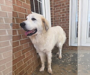 Bridget - Female Great Pyrenees-Unknown Mix Dog for Adoption - Photo #4